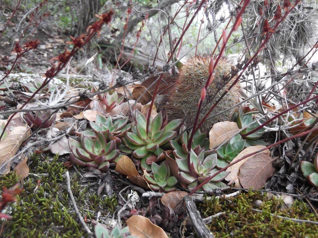 Echeveria calderoniae